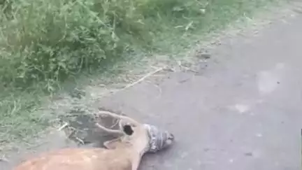 बड़ौत: तुगाना नहर पटरी पर कुत्तों के हमले से घायल बारहसिंगा हिरण के बच्चे को वन जीव सेवा संघ ने वन विभाग को सौंपा