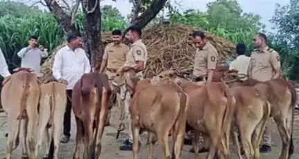 पैठण: कत्तलीसाठी डांबून ठेवलेल्या दहा जनावरांची पोलिसांनी केली सुटका बालानगर येथील घटना