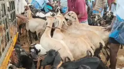 புதுக்கோட்டை: 2 கோடிக்கு விற்பனையான ஆடுகள் சந்தையில் இன்று நடைபெற்ற பக்ரீத் சிறப்பு ஆட்டுச் சந்தையில் நடந்த வியாபாரம்