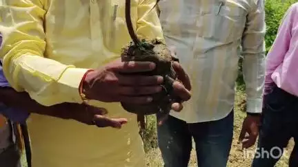 विश्व पर्यावरण दिवस पर वृक्षारोपण