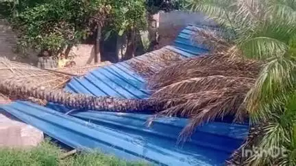 राजापाकर: राजापाकर दक्षिणी पंचायत के वार्ड 4 में आंधी-बारिश से घर पर गिरा खजूर का पेड़, लोग बाल-बाल बचे