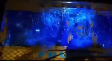 सीहोर नगर: मंडी ओवर ब्रिज के नीचे ट्रक ने गायों को मारी टक्कर, चालक फरार, पुलिस जांच में जुटी