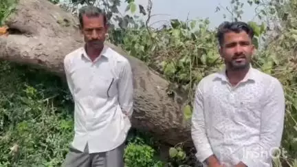 पलवल: जल्हाका गांव में पीपल के पेड़ काटे गए, सरपंच पर रिश्वत लेकर पेड़ कटवाने का आरोप