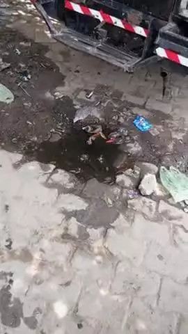 Garmi Mein Pareshan ho to pakshi Pani Peene ke Liye@