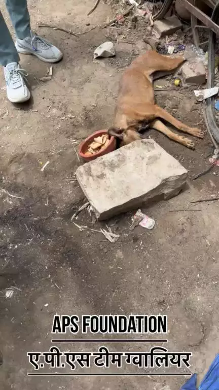 एक्सीडेंट करके भाग गया डॉग को छोड़ दिया मारने को 😡
Respect Girls help poor help animals 

#apsgurjar #help #viral #gwalior #dog