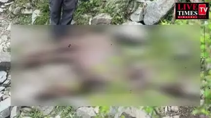 चुराह में आसमानी बिजली गिरने से 11 भैंसों की हुई मौत