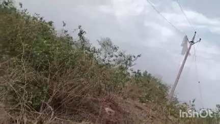 कोलारस: उकावल गांव में बिजली लाइन गिरने से किसान की भैंस और गाय की मौत, किसान बाल-बाल बचा, बिजली विभाग पर लापरवाही का आरोप