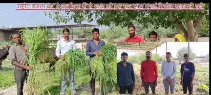निर्जला एकादशी पर्व पर गौ माता को डाला हरा चारा 
 लक्ष्मीपुरा ग्राम गौ रक्षा प्रमुख मुकेश लोधा के नेतृत्व में हरि घास डा