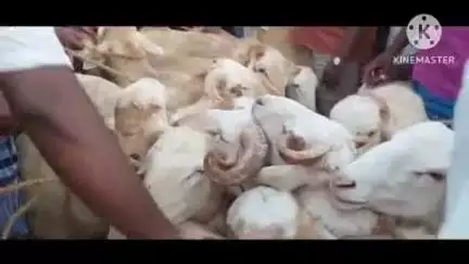 அரவக்குறிச்சி: பள்ளப்பட்டியில் பக்ரீத் பண்டிகை முன்னிட்டு சிறப்பு ஆட்டு சந்தையில் 50 லட்சத்திற்கு ஆடுகள் விற்பனை