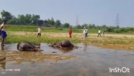 लातेहार: औरंगा नदी में 33 हजार वोल्टेज तार की चपेट में आने से 2 भैंसों की हुई मौत