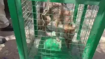 बड़वानी: ग्राम अमल्यापानी: बड़वानी वन विभाग की टीम ने गहरे कुएं से सियार को बचाया