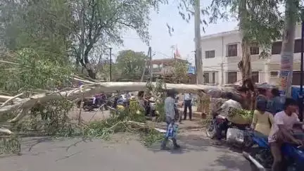 छतरपुर नगर: पन्ना रोड स्थित बाबूराम चतुर्वेदी स्टेडियम के सामने हाईवे पर गिरा पेड़, कोई हताहत नहीं