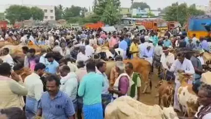 ஊத்தங்கரை: பக்ரீத் பண்டிகையை ஒட்டி ஊத்தங்கரை மாட்டு சந்தையில் சுமார் ரூபாய் 3 கோடிக்கு மேல்மாடுகள் விற்பனை