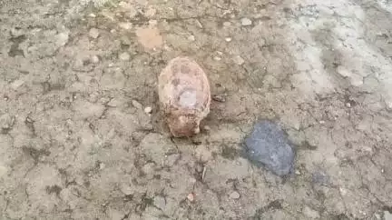 মোহনপুর: মহারাজগঞ্জ বাজারের ফায়ার সার্ভিসের সামনে গ্রেনেড আকৃতির রহস্যময় বস্তু ঘিড়ে চাঞ্চল্য, ঘটনাস্থলে পূর্ব থানার পুলিশ