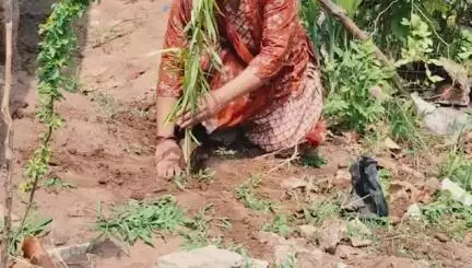તાલોદ: નવલપુર ખાતે વિશ્વ પર્યાવરણ દિવસની ઉજવણી કરાઇ