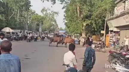 ધારી: શહેરના મુખ્ય રોડ ઉપર જામ્યું આખલા યુદ્ધ.
#Jansamasya