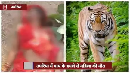 मानपुर: मानपुर बफर क्षेत्र में शौच के लिए गई महिला पर बाघ ने किया हमला; हुई मौत, चेहरे और गले पर मिले पंजे के निशान