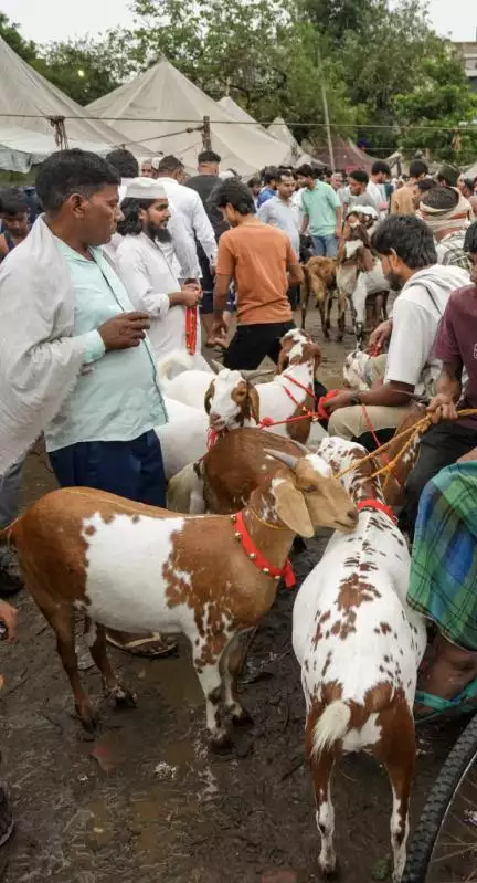 बकरीद पर प्रतिबंधित पशु कटे तो काटने वालों का भी वही हाल होगा: यूपी के मंत्री राजेश्वर सिंह
