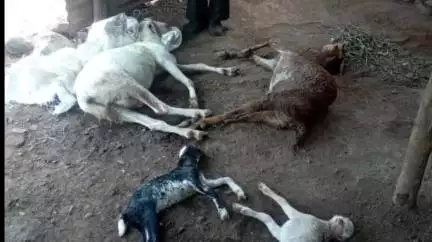 वरला: बलवाड़ी में अज्ञात वन्यजीव का आतंक, मवेशियों के मरने की सूचना पर पहुंचा वन विभाग