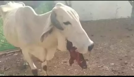 गुना नगर: गणेश खेड़ा गांव में देसी बम फटने से गाय गंभीर रूप से घायल, ग्रामीणों ने आरोपी को पकड़ा