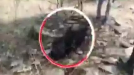 हिण्डोली: ड़ाबी वन क्षेत्र में भालू ने ग्रामीण पर किया हमला, वन विभाग की टीम ने किया रेस्क्यू