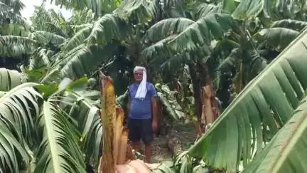 धमदाहा: आँधी बारिश ने धमदाहा अनुमंडल में कहर बरपाया, दर्जनों घरों के उड़े छप्पर और केला की फसल हुई तबाह