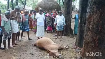 శ్రీకాకుళం: సారవకోట మండలం రామకృష్ణాపురం సమీపంలో పిడుగుపాటుకు గురై ఓ ఆవు మృతి