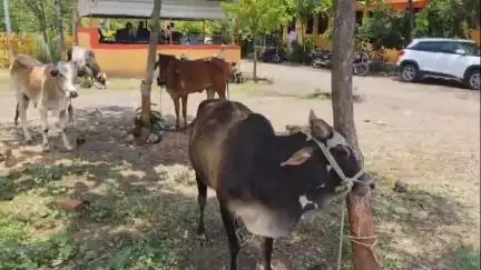 कळमनूरी: शहरात खाजा कॉलनीत कत्तलीकरिता चार जनावरे निर्दयीपणे बांधल्याने एकावर पोलिसांत गुन्हा दाखल