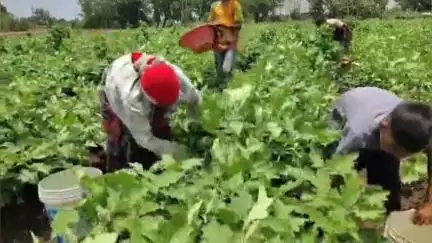 शहादा: तालुक्यातील फेस गावात अवकाळी पाऊस व वादळी वाऱ्यामुळे वांगी पिकाच मोठे नुकसान झाल्याने शेतकरी अडचणीत #Jansamasya