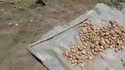 लोहाघाट:किसान संगठन पूर्व जिलाध्यक्ष नवीन  करायत ने उद्यान विभाग चंपावत पर घटिया आलू का बीज देने का लगाया गंभीर आरोप