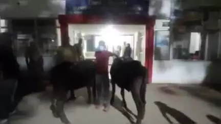 चांदपुर: थाना नूरपुर पुलिस ने चोरी के मुकदमे में एक अभियुक्त को गिरफ्तार कर जेल भेजा, दो भेसे भी बरामद हुईं