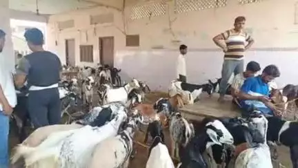 बकरीद की तैयारी को लेकर नियावां स्थित बकरा मंडी में बकरा खरीदने वालों की लगी भीड़