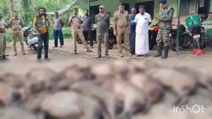 നിലമ്പൂർ: കർഷകരുടെ ഉറക്കം കെടുത്തിയ കാട്ടുപന്നികളെ അമരമ്പലത്ത് വെടിവെച്ചുകൊന്നു #localissue