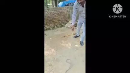 बस्ती: बस्ती जिले के टिनिच में जहरीले सांप निकालने का वीडियो आज सोशल मीडिया पर हो रहा वायरल