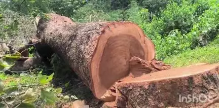 मसलिया: भेलादहा गांव में सड़क किनारे विशाल शिरीष पेड़ को लकड़ी माफिया ने किया धराशाही, सीओ ने जांच का दिया आदेश
