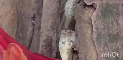 मसलिया: मसलिया हटिया परिसर के शिव मंदिर में नाग निकलने से दर्शन के लिए उमड़ी श्रद्धालुओं की भीड़