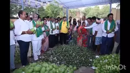 ప్రభుత్వం ప్రకటించిన గిట్టుబాటు ధరకే తోతాపూరి మామిడి కొనుగోలు : ఎమ్మెల్యే గురజాల