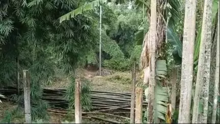 আমবাসা: বিদ্যুতিক লাইনের কাজ করতে গিয়ে, বাঁশ বাগান কেটে নিলো পাওয়ার গ্রেটের কর্মীরা বিবেকানন্দ নগরে