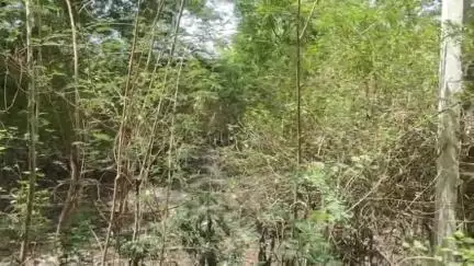 बड़गांव: ओस्तवाल कॉलोनी में लेपर्ड का मूवमेंट, कॉलोनीवासी दहशत में, वन विभाग से रेस्क्यू की मांग