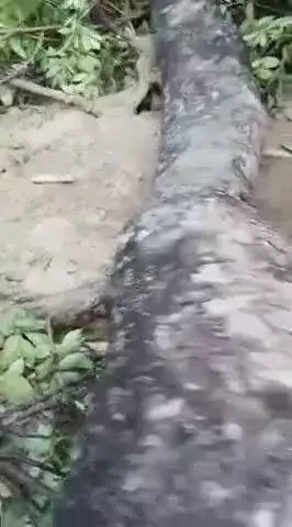 महुआ: महुआ के लक्ष्मीनारायणपुर में आंधी-तूफान से पेड़ गिरने से युवक की मौत, परिजनों में कोहराम