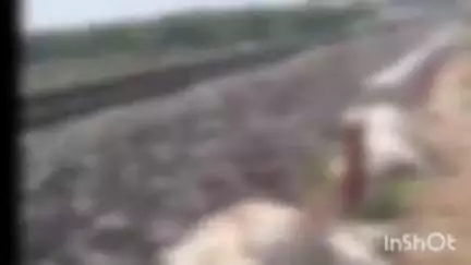 कामडारा: गांव अरहरा के पास रेलवे ट्रैक पर ट्रेन से टकराकर लगभग आधा दर्जन मवेशियों की मौत