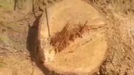 डलमऊ: पूरे सूबेदार मजरे धूता गांव में ठेकेदार ने तीन नीम और एक शीशम के पेड़ काटकर किया गायब