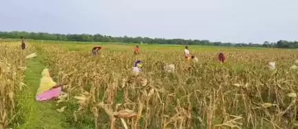 ফালাকাটা: ফালাকাটার ধনীরামপুরের কৃষকরা ভুট্টাচাষে লোকসানের পর শুক্রবার ভর্তুকি এবং ফসলের ন্যায্যমূল্য দাবি করলেন