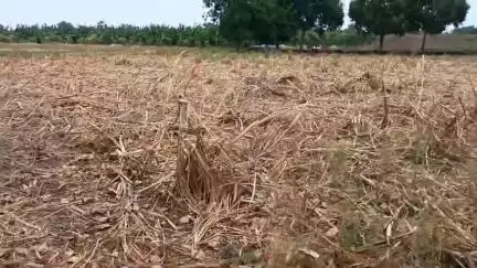 पुर्णा: पाईपलाईन व विहिरीची नोंद घेण्याच्या मागणीसाठी समृद्धी महामार्ग बाधित शेतकऱ्याचे गंगाजी बापू देवस्थान येथे आमरण उपोषण