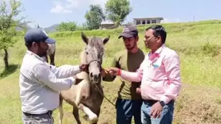 चम्पावत: चौकी गांव में ब्रुक फाउंडेशन दिवस के अवसर पर आयोजित किया गया पशु चिकित्सा शिविर