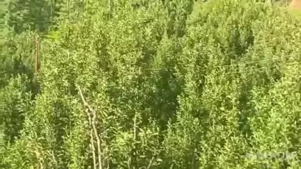 चिड़गांव: सेब के पौधों में माईट की समस्या से जूझ रहे बागवान समय रहते उद्यान विभाग से करें संपर्क: विशेषज्ञ