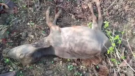 नेपानगर: घाघरला गांव में तेंदुए का आतंक, किसान भूरू के पाडे पर हमला, मौके पर नहीं पहुंचा वन विभाग