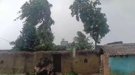 कहलगांव: कहलगांव में तेज हवा और बारिश से आम की फसल को भारी नुकसान, कई पेड़ टूटे