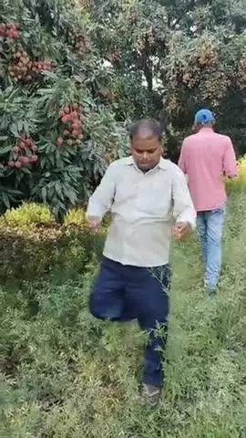 bihar me Muzaffarpur ka lichi