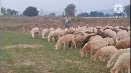 चेनारी: देवडीही ग्राम से अज्ञात चोरों ने 200 भेड़ की चोरी की